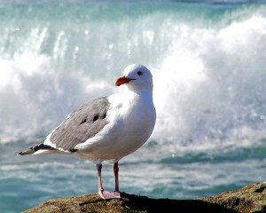 39a-(bird)