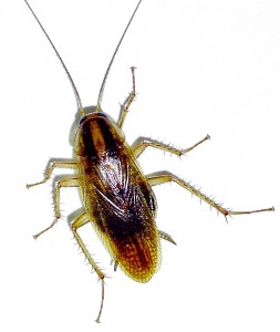 64a-(cockroach)