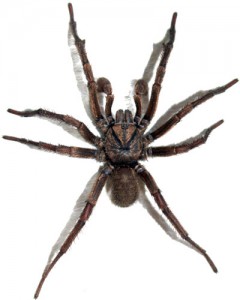 Brown_Trapdoor_Spider,_transparent_background