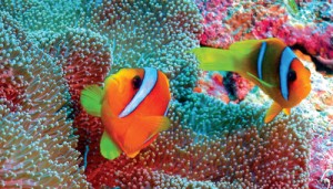 2991_Dimension Summer 2012---90x60 E Book