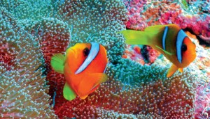 2991_Dimension Summer 2012---90x60 E Book