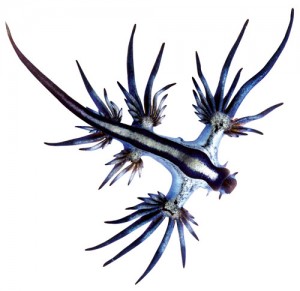 Glaucus_atlanticus_1_cropped