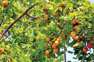 armeniaca-vulgaris0-1