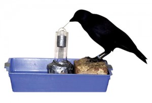 bettythecrow
