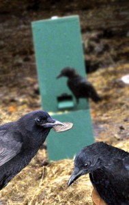 crowmachine