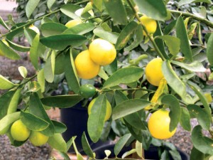 Agriculture in Najran, fruits