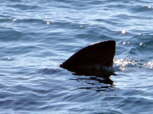 photo-7