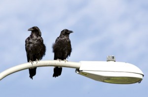 shutterstock_112181345