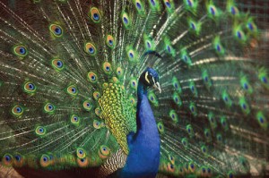 shutterstock_74238919