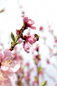 shutterstock_76445038