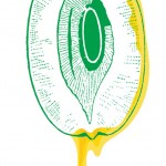 Jujube or Ziziphus zizyphus, vintage engraving