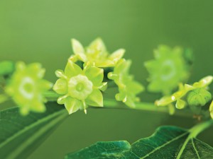 shutterstock_144299116