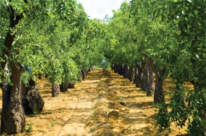 shutterstock_159428249