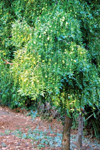 shutterstock_83973535