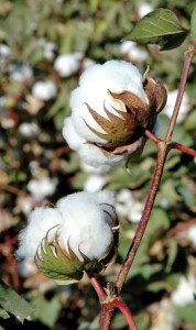 shutterstock_115595398