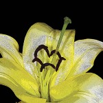 فؤاد عبدالله فؤاد