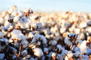 Cotton_Bolls_7