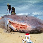 Dirk_Claesen_-_Sperm_Whale