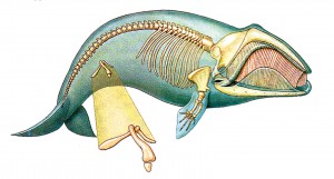 Whale-Pelvis-2-