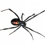 black-widow-small