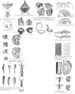 darwin
