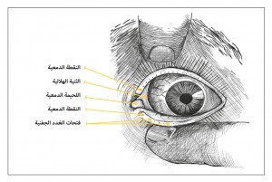 oloum2