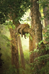 MG_3518-Sleeping-Leopard-SudhirShivaram-Singapore