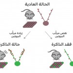 من المختبر