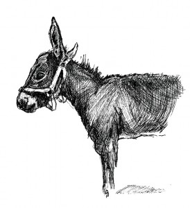 donkey_0001_NEW2012_11_13_06_14_16