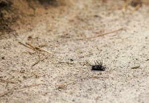 shutterstock_318913556