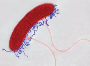bacteria