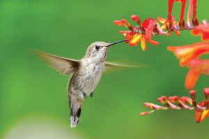 shutterstock_156352895