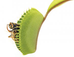 shutterstock_288510656