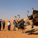 محمية الحياة البرية في الشيبة